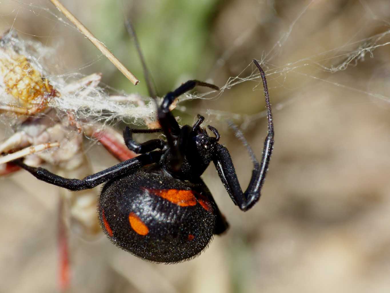 Latrodectus tredecimguttatus con preda - S. Teresa G. (OT)